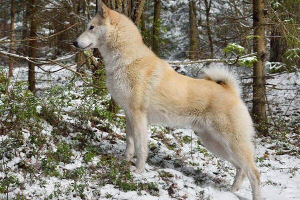 Laika de Siberia Occidental