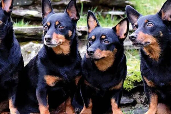 Lancashire Heeler