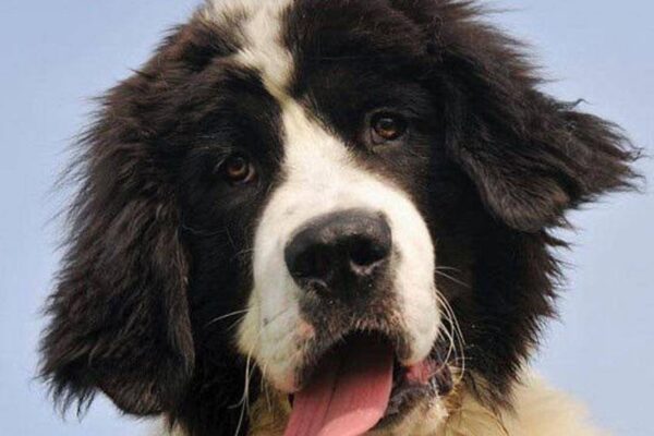 Landseer