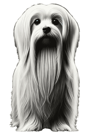 El Lapdog of Malta: Un Tesoro Perdido en la Historia Canina