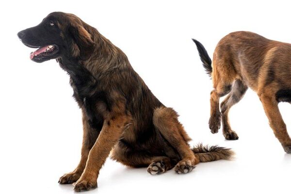 Leonberger