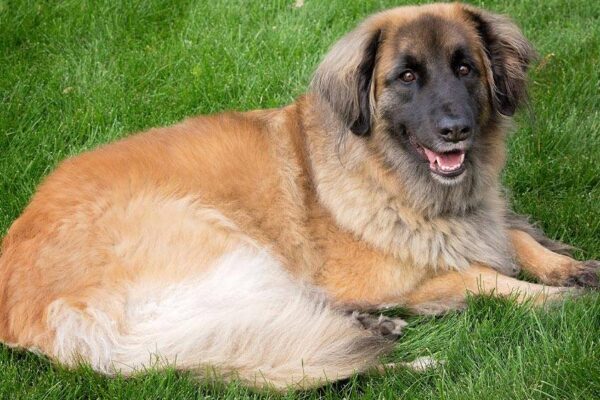 origen del Leonberger