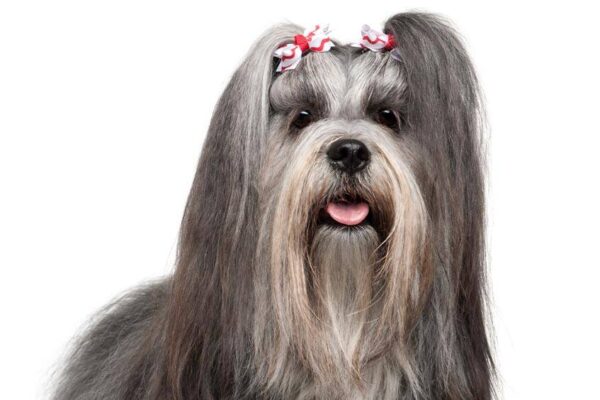 Lhasa Apso
