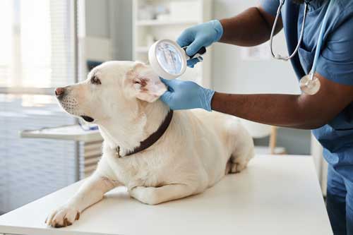 La Importancia de Limpiar las Orejas de los Perros