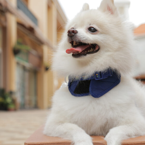 Pomerania