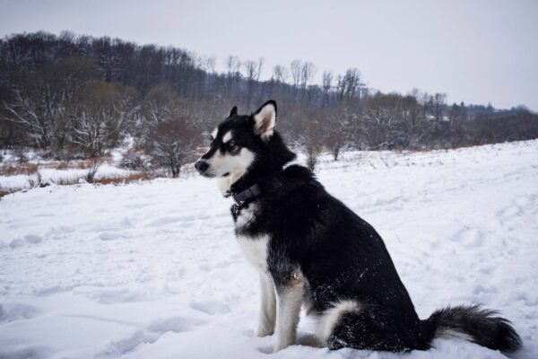Malamute de Alaska