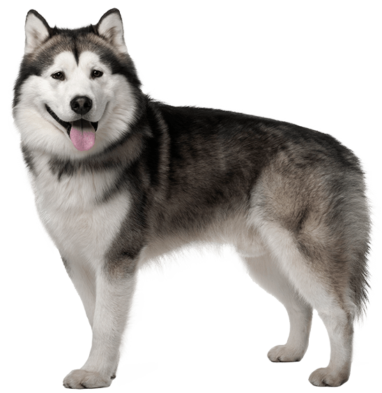 Malamute de Alaska