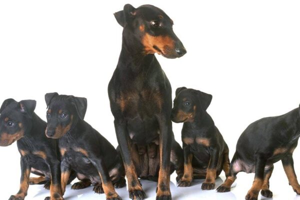 Manchester terrier