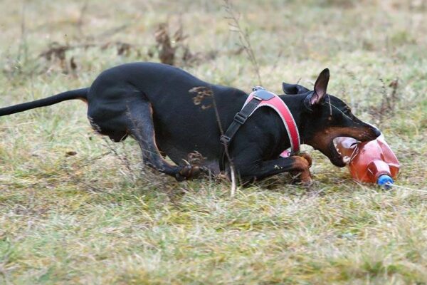 origen del Manchester terrier