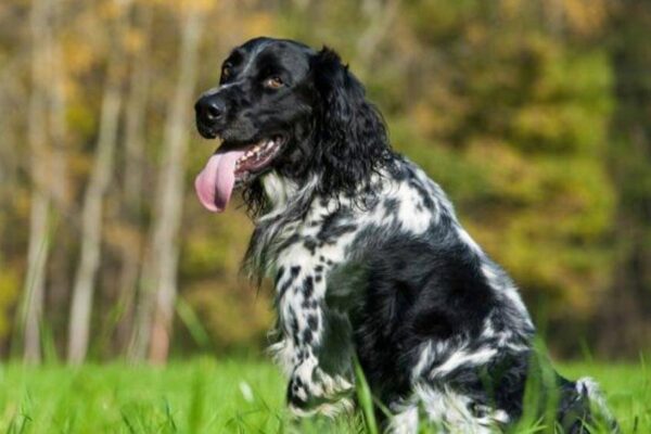 Münsterländer grande