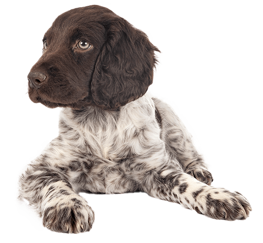 Münsterländer pequeño