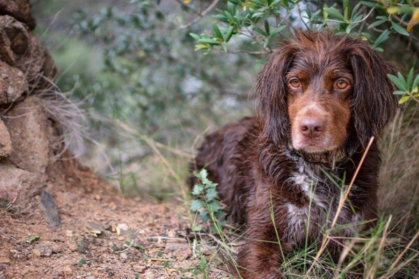 temperamento del Münsterländer pequeño