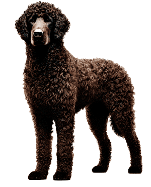 Murray River Curly Coated Retriever: El Tesoro Canino de Australia
