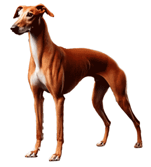 Old Croatian Sighthound: Un Tesoro Canino Ancestral Extinto