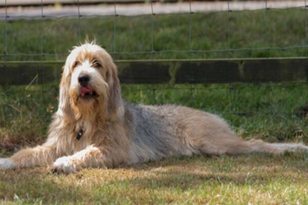 Otterhound