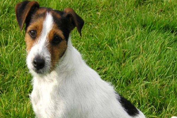 Parson Russell terrier