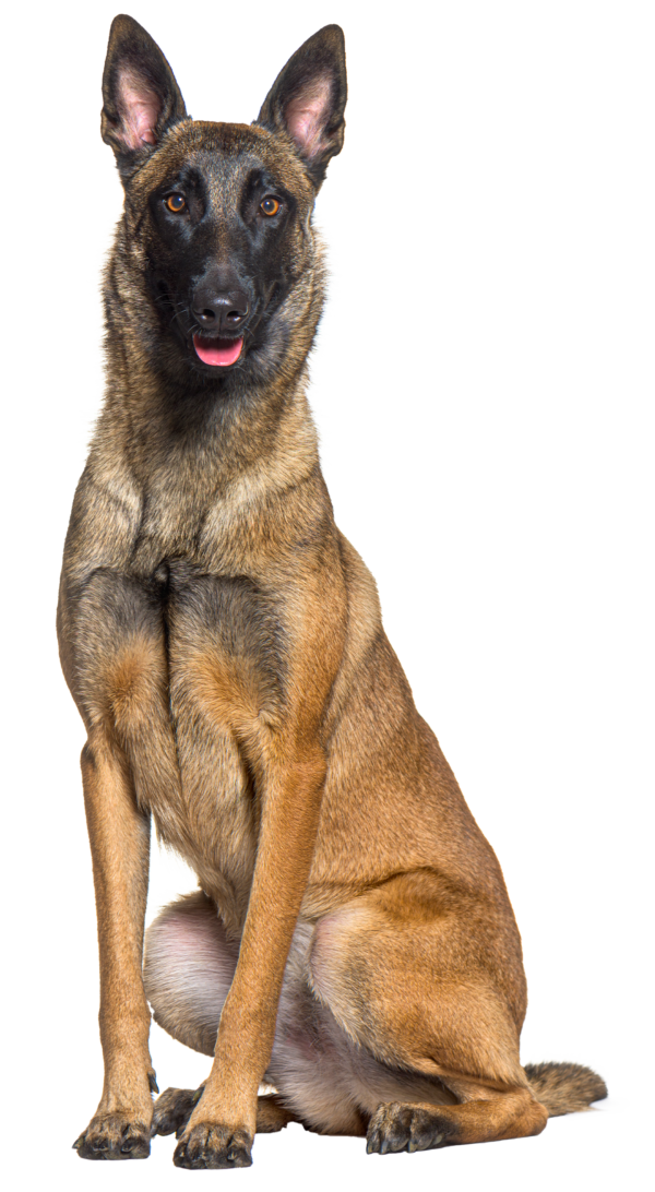 Pastor Belga Malinois: Un Perro de Trabajo Excepcional con Historia y Versatilidad