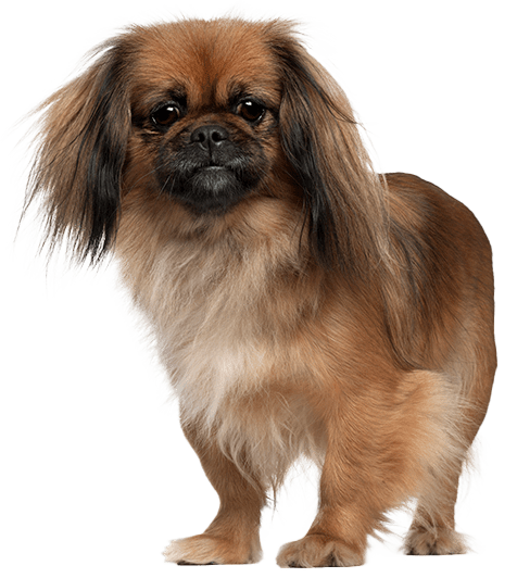 Pekinés