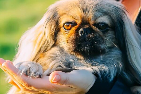 origen del Pekinés