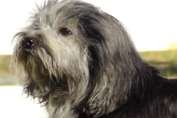 Pequeño perro león