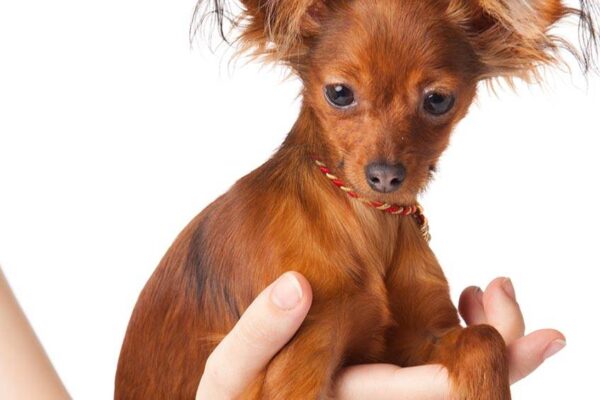 Pequeño perro ruso