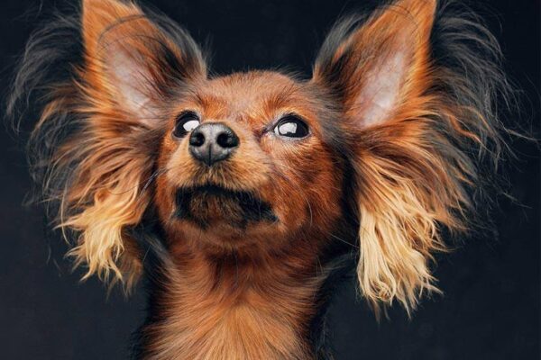 origen del Pequeño perro ruso