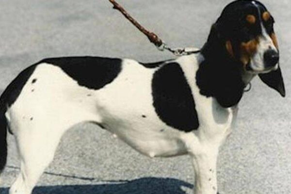 Pequeño sabueso de Suiza