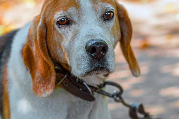 Perro cazador de Estonia