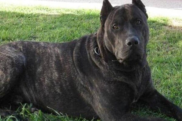 Perro cimarrón uruguayo