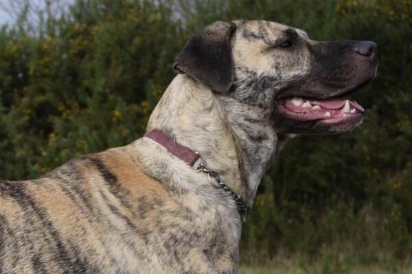 Origen del Perro cimarrón uruguayo
