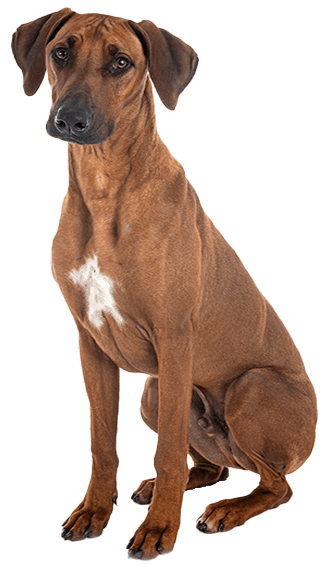 Perro Crestado Rodesiano: Características, Historia y Curiosidades