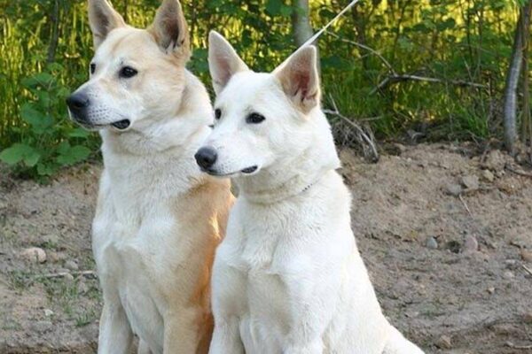 Perro de Canaán