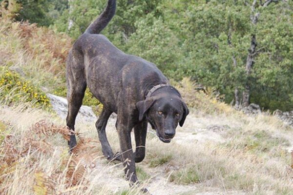 el Perro de Castro Laboreiro es de trabajo