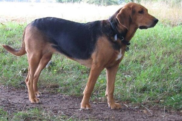 Perro de caza polaco