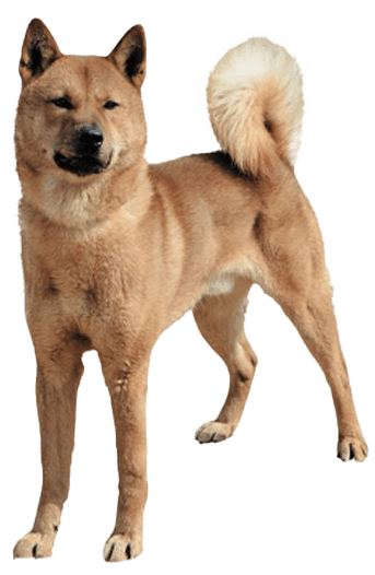 Perro de Chindo