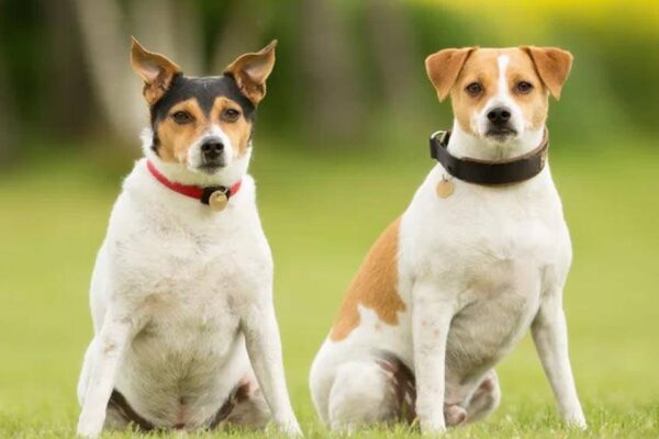contras del Perro de granja danés y sueco