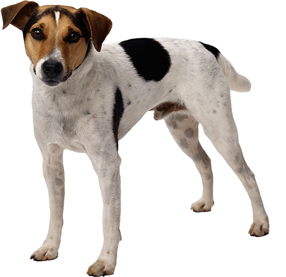 Perro de granja danés y sueco