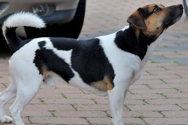 que es un Perro de granja danés y sueco