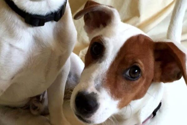 el Perro de granja danés y sueco son amigables