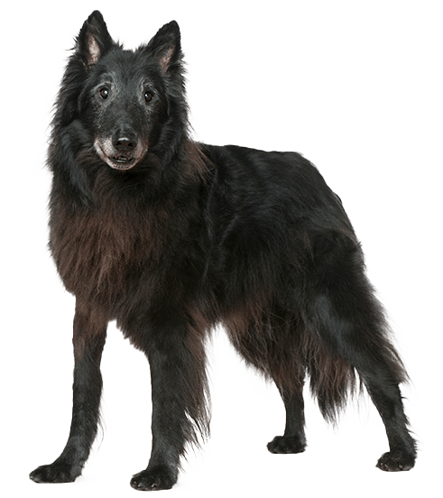 Perro de Groenlandia