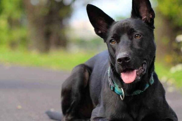 Perro de montaña de Formosa