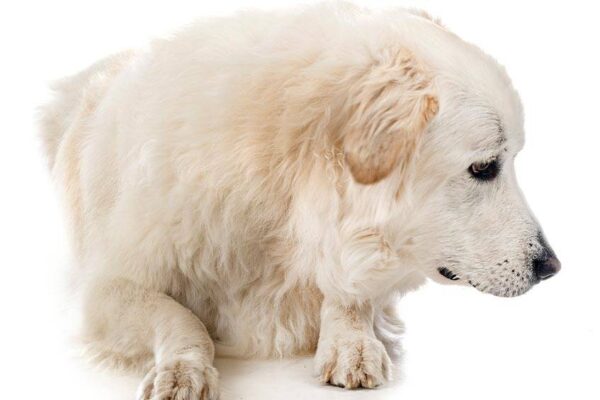Qué es el Perro de montaña de los Pirineos