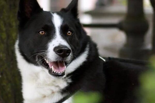 Perro de osos de Carelia