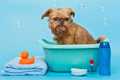 Guía Completa: Cómo Bañar a los Perros de Forma Efectiva