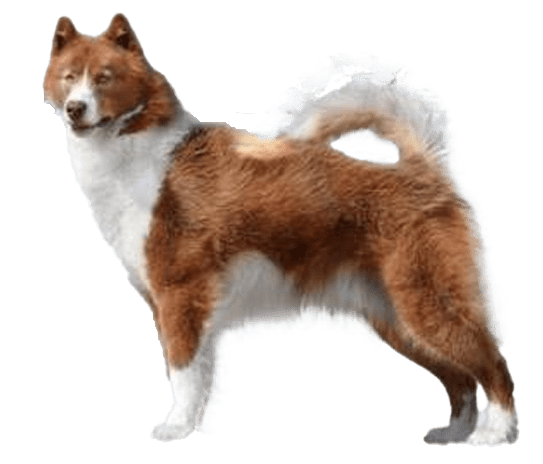 Perro esquimal canadiense
