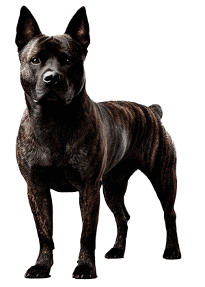 Perro Majorero: El Guardián Resiliente de las Islas Canarias