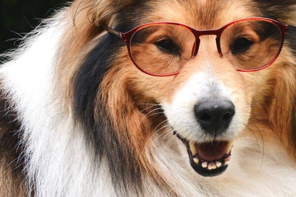 Perro pastor de las islas Shetland
