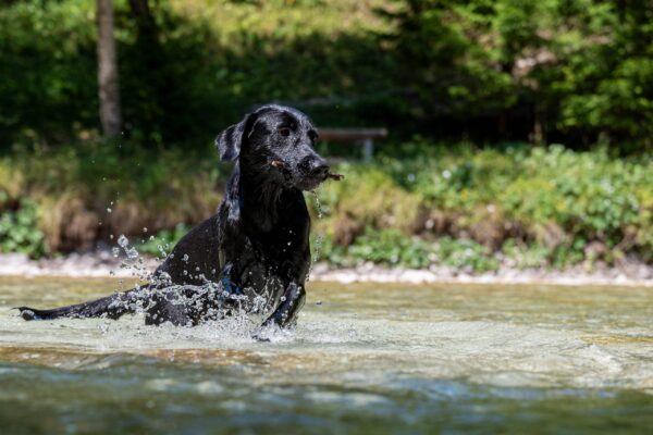 Razas de perros cobradores de caza