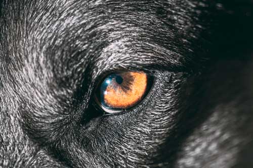 Los Perros Más Peligrosos del Mundo: Una Perspectiva Informada