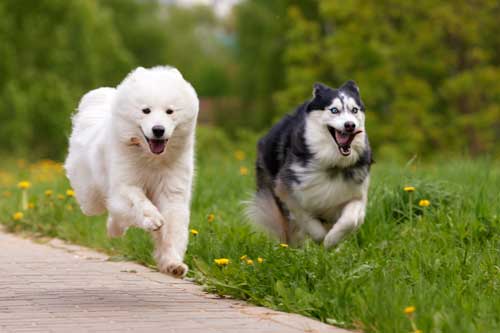 Perros tipo Spitz y tipo primitivo